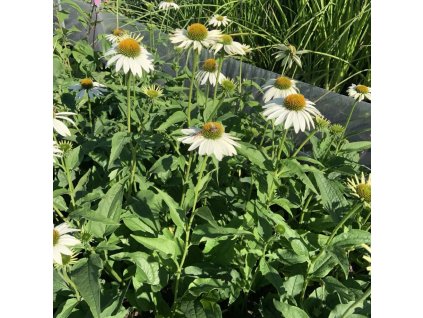 vyr 273 485173690 1201456141394943 5405567170468072243 n