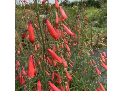 vyr 744 penstemon barbatus