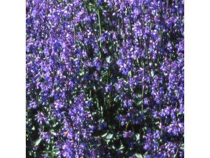 vyr 315 nepeta Six hils giant
