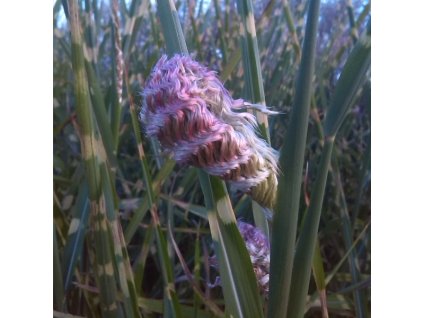 vyr 171 miscanthus strictus