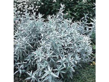 16093 326 vyr 325 artemisia Silver queen