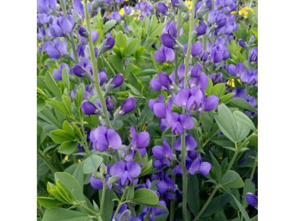 vyr 227 Babtisia australis
