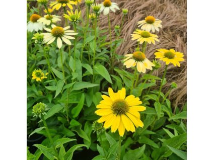 vyr 630 Echinacea purpurea Mellow Yellows
