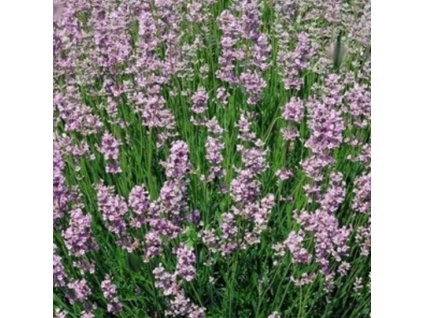 vyr 729 levandule ruzova