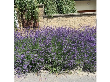 vyr 330 lavandula munstead
