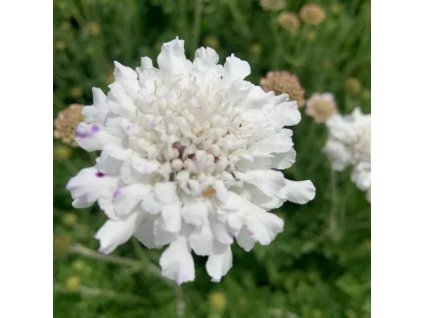 vyr 579 scabiosa Pure White
