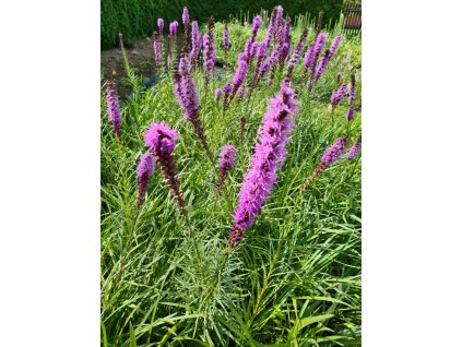 vyr 659 liatris spicata floristan violet