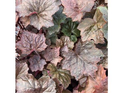 vyr 355 F972F28F 7F0A 4E34 810D 015BFFB68691