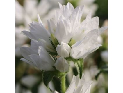 vyr 238 Zvonek klubkaty Bellefleur White