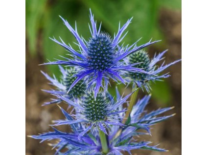 vyr 282 Eryngium planum Blue Hobbit