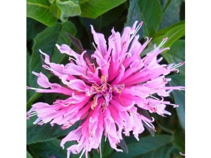 vyr 639 Monarda Balmy Rose