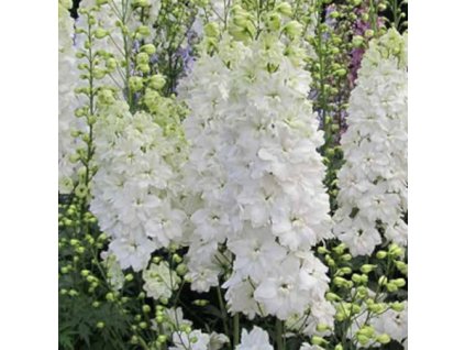 vyr 647 delphinium Pacific Galahad