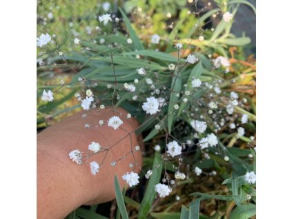 vyr 760 gypsophila paniculata jpg