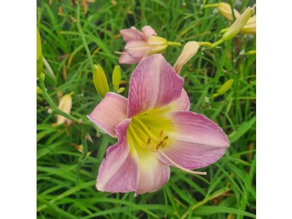 vyr 845 Hemerocallis hybride Catharine Woodbury