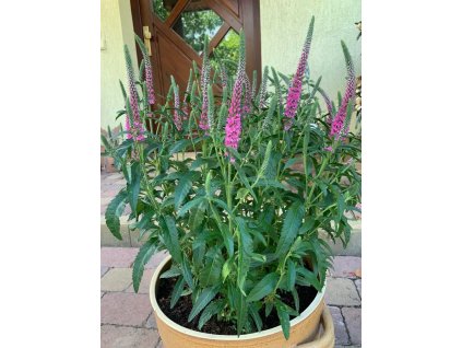 vyr 347 Veronica spicata Rosa Zwerg