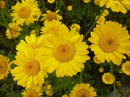 vyr 157 Anthemis tinctoria Kelwayi Rmen barvirsky Kelwayi