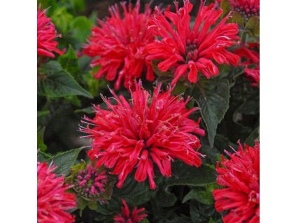 vyr 640 Monarda didyma Red Shades