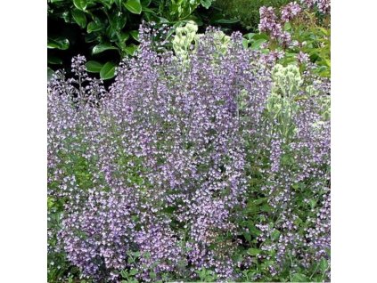 vyr 318 Calaminhta Blue cloud