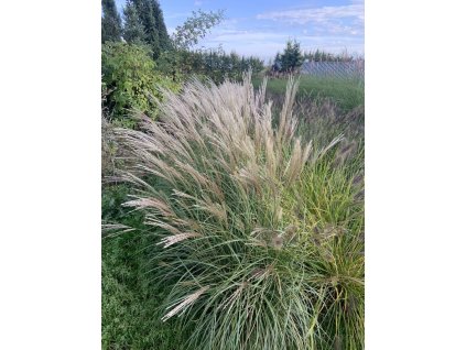 Ozdobnice čínská "Yaku Jima"  Miscanthus sinensis "Yaku Jima"
