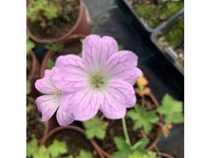 vyr 324 E9609F64 73A8 45D2 B461 1997C04B0B4A