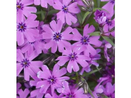 vyr 636 Phlox subulata Purple Beauty