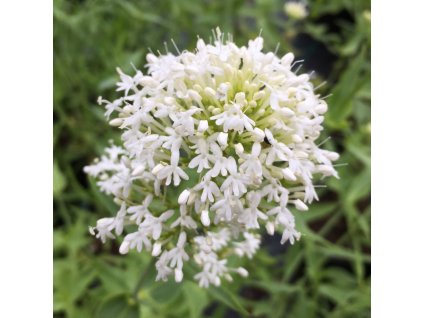 vyr 247 Centranthus ruber Albus
