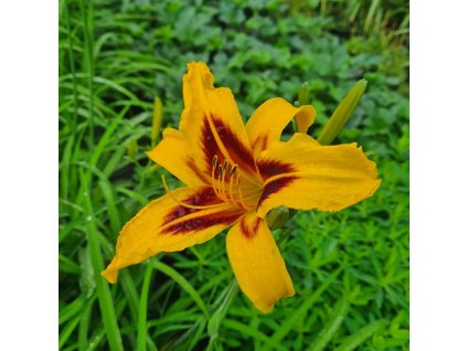 vyr 843 Hemerocallis hybrida Bonanza