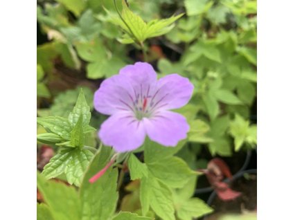 vyr 655 F7BB2581 8474 4F19 93C7 5DA90E0B4C74