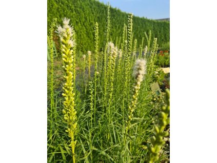 vyr 889 liatris white