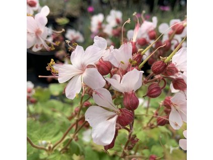 vyr 632 3377C0E0 3C9F 4CE7 9822 17BABE302C84