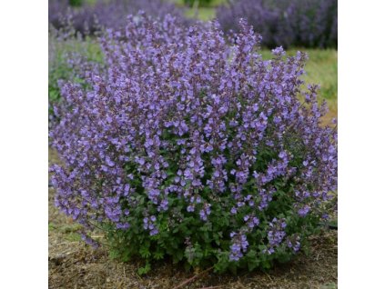 vyr 357 Nepeta faassenii Kit Cat