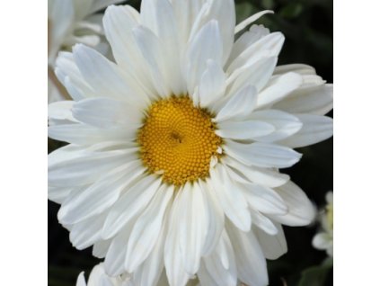 vyr 670 kopretina victorian secret