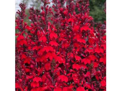 vyr 362 Lobelia speciosa Starship Scarlet