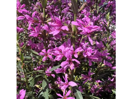 Kyprej prutnatý  'Rose Queen'  Lythrum virgatum 'Rose Queen'