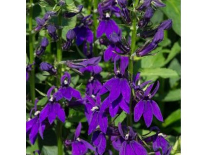 vyr 361 lobelia starship blue