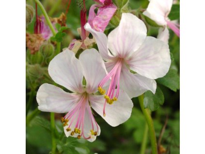 vyr 322 geranium biokovo