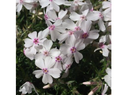 vyr 634 Phlox subulata Amazing Grace