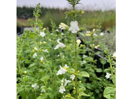 vyr 797 marulka white