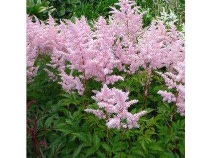 vyr 290 Astilbe japonica Europa
