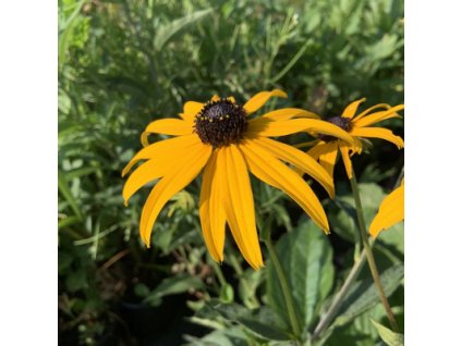 vyr 687 rudbeckia goldsturm