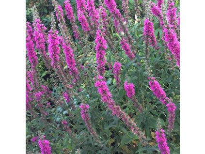 vyr 637 Lythrum virgatum Dropmore Purple