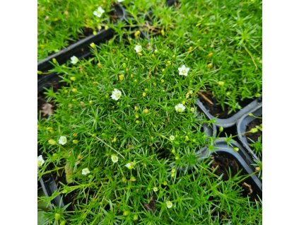 vyr 653 sagina subulata