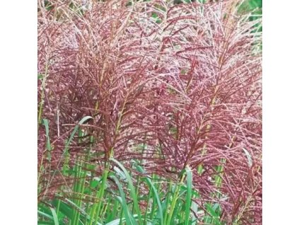 vyr 612 miscanthus Red Chief
