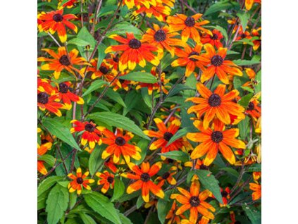 vyr 613 rudbeckia prairie glow seeds