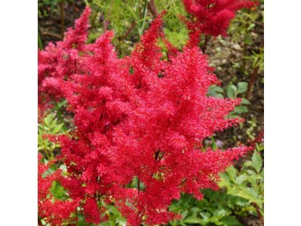 vyr 622 Astilbe arendsii Fanal