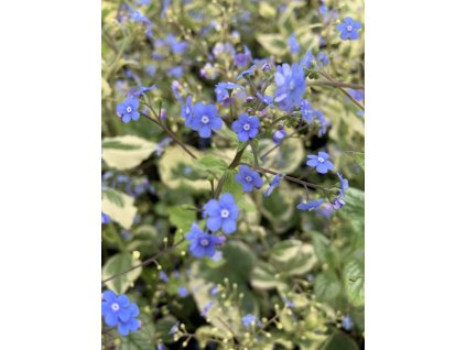 Pomněnkovec velkolistý ' Variegata'  Brunnera macrophylla ' Variegata'