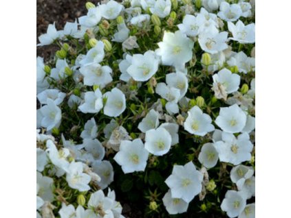vyr 337 campanula rapido white
