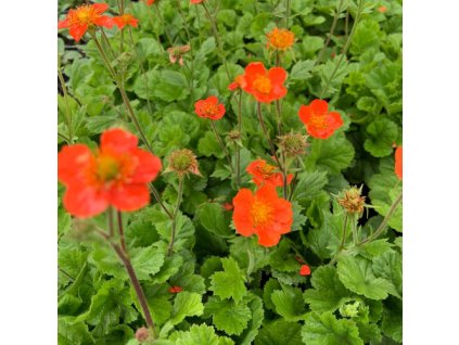 vyr 366 Geum coccineum Koi