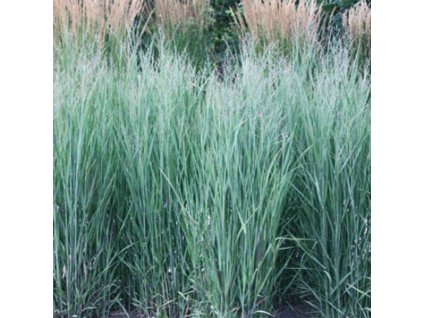 16093 703 vyr 199 10000062