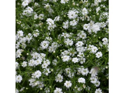 vyr 736 sater plazivy whute